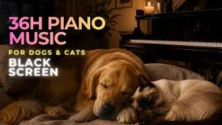 Thumbnail: Classical Music for Dogs & Cats 🐾 36 hours Sleep Aid for Calm, Relaxation & Anxiety Relief