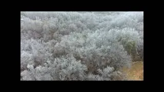 Thumbnail: Ice On Trees-Tom Roush