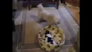 Thumbnail: Video  Cat And Dog Fight For A Bed