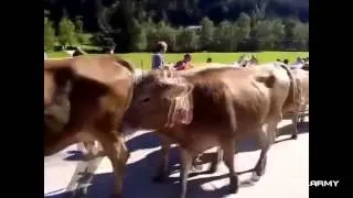 Thumbnail: Best Fails of the Week funny videos