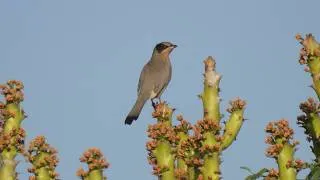 Thumbnail: India Birding the Western Deserts 2026   4K