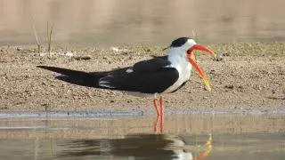 Thumbnail: Northern India Birds and Tigers 2026   4K