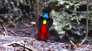 Thumbnail: Indonesia - Birding the West Papua Islands   4K