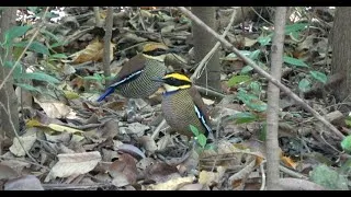 Thumbnail: Birding Bali 2025   4K