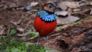 Thumbnail: Indonesia   Birding Sulawesi and Halmahera   4K