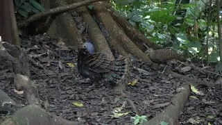 Thumbnail: Borneo Birding 2025   4K