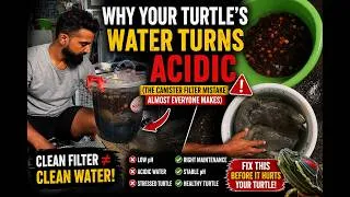 Thumbnail: Why Your Turtle Tank Water Turns Acidic | Canister Filter Mistake Most Owners Make