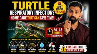 Thumbnail: Turtle Respiratory Infection: Home Care That Can Save Time (Until You Reach a Vet)