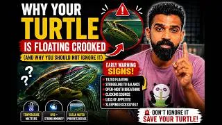Thumbnail: Why Is Your Turtle Floating Sideways? (Don’t Ignore These Warning Signs)
