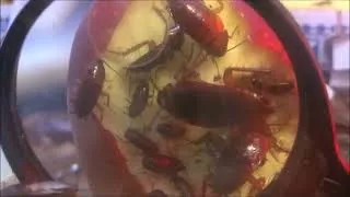 Thumbnail: 10 Hours of Roaches Swarming