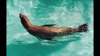 Thumbnail: 10 Hours of Sea Lion Noises