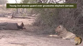 Thumbnail: Lions Rest After an Unexpected Feast