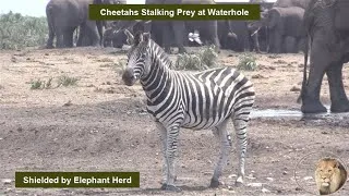 Thumbnail: Zebra not happy with cheetah