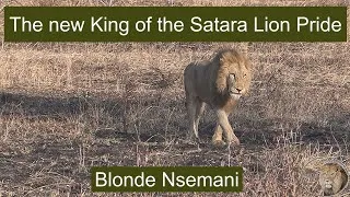 Thumbnail: Meet The New Lion King Of The Satara Lion Pride – Blonde Nsemani