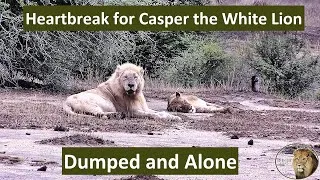 Thumbnail: Casper the White Lion Gets Dumped by His New Girlfriend While He Sleeps!