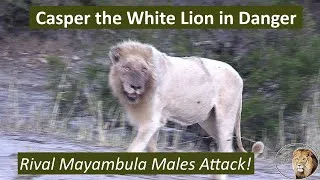 Thumbnail: Casper the White Lion in Danger! Rival Mayambula Males Launch a Surprise Attack