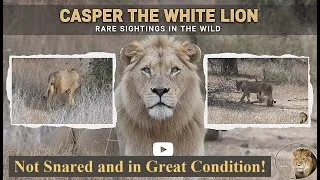 Thumbnail: Casper the White Lion – Not Snared, With Brother Mfowethu, and in Great Condition!