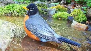 Thumbnail: American Robin's Epic Bath In a Mountain Spring #birds