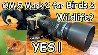Thumbnail: OM SYSTEM OM-5 Mark 2 for Wildlife and Birds Review