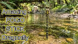 Thumbnail: Tiger Spiketail Dragonfly Laying Eggs Pogo Stick Style