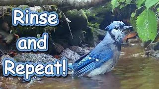 Thumbnail: Add a Perch To Your Birdbath! A Blue Jay's Epic Bath in Mountain Spring 💦