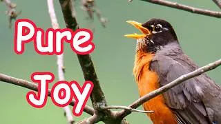 Thumbnail: American Robin Song and Sounds