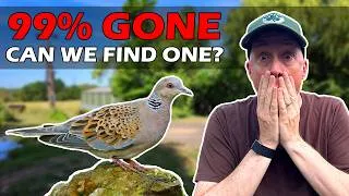 Thumbnail: We Spent 7 Hours Searching for Britain's Most Endangered Bird