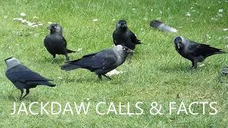 Thumbnail: Jackdaw Calls & 10 Fascinating Facts | Discover the Intelligent Western Jackdaw