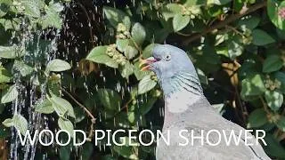 Thumbnail: Wood Pigeon Takes a Shower Under the Bird Bath Fountain