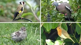Thumbnail: Birds in a UK Garden - May | Leucistic House Sparrow Chick, Robin, Goldfinch and More