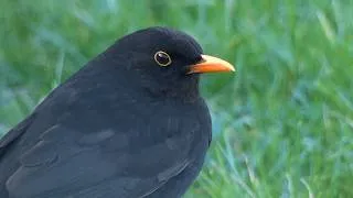 Thumbnail: A Blackbird Singing at Dawn | Peaceful Morning Birdsong
