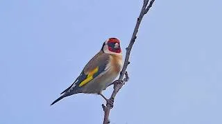 Thumbnail: Goldfinch Songs & Calls + 10 Fascinating Facts