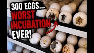 Thumbnail: My WORST Egg Incubation EVER: 300 Eggs & So Many Problems 😱