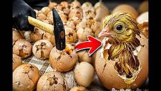 Thumbnail: I Smashed 60 Eggs with a Hammer... Will They Survive? 🔨 🐣