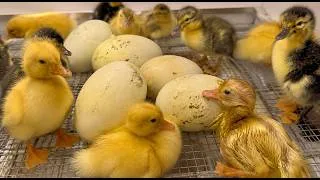 Thumbnail: 7 Goose Eggs Among Duck Eggs... I Didn't Expect This! 🥚🐣