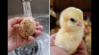Thumbnail: The Egg WASH Experiment: Did They Survive? 🥚