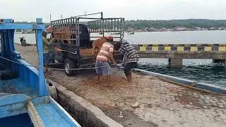 Thumbnail:  NADANDO EN EL SAN JORGE, cow unloading
