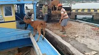 Thumbnail: NADANDO EN EL SAN JORGE, cow unloading