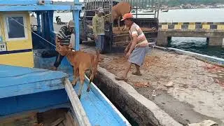 Thumbnail:  NADANDO EN EL SAN JORGE, cow unloading