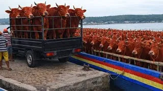 Thumbnail: NADANDO EN EL SAN JORGE, cow unloading