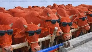 Thumbnail: NADANDO EN EL SAN JORGE, cow unloading
