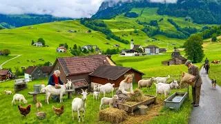 Thumbnail: The Most Beautiful Village in the World | Harvesting Bell Peppers and Purple Blueberries