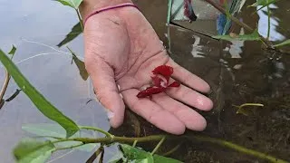 Thumbnail: Top Beautiful Halfmoon Betta Fish in Fresh Water  Lake. 