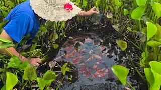 Thumbnail: Founded many beautiful halfmoon betta in black hole of pool. #fishing ##bettafish #fishingdaily 