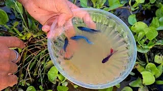 Thumbnail: Finding many beautiful halfmoon betta fish in shallow water with hands skills.