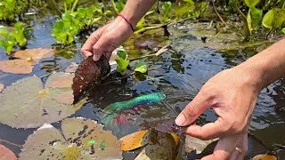 Thumbnail: Unbelievable, We found many halfmoon betta fish in beautiful lake near my village.