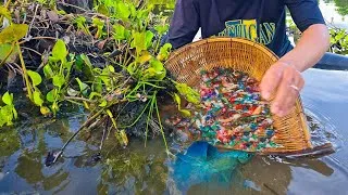 Thumbnail: Wow Amazing, Many beautiful halfmoon betta fish were founded in wilderness lake with fresh water. 