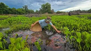 Thumbnail: Luckyday, We found a lot of beautiful betta fish in fresh water lake