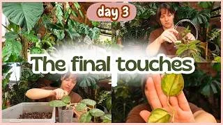 Thumbnail: Day 3 of my plant room revamp🪴Rescues, repots and updates