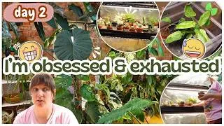 Thumbnail: Day 2 of my plant room revamp🪴I thought I was done moving big things 😂